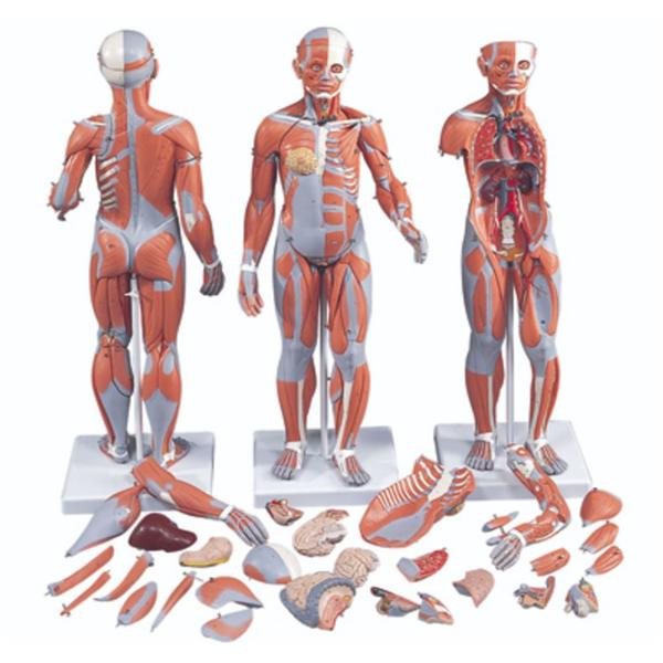 Dual Sex Muscle Model Anatomical Complete 33-Part Ea